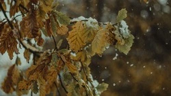 Покров Пресвятой Богородицы: народные приметы, традиции, что нельзя делать 14 октября 2024 