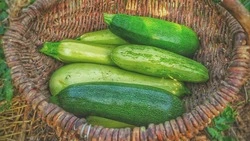 Король сезона: рецепт вкуснейших котлет из кабачков — мало, кто так готовит