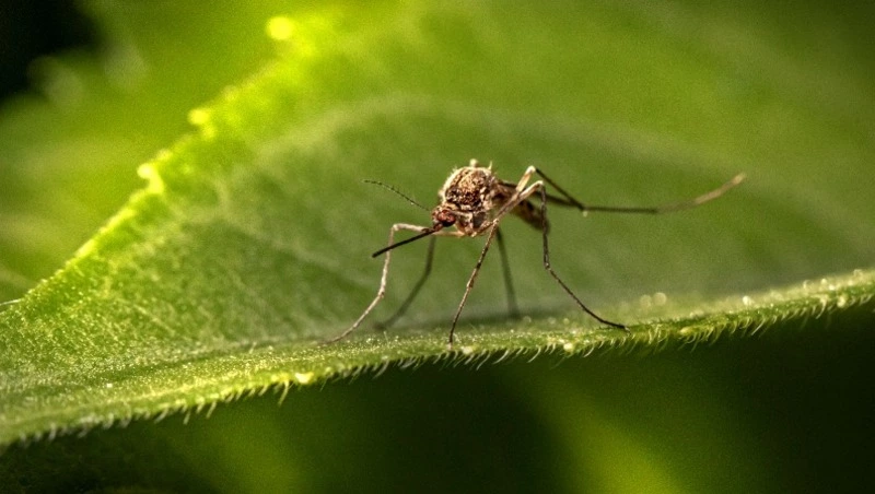 Народные приметы 26 мая 2024 года — что нельзя делать 