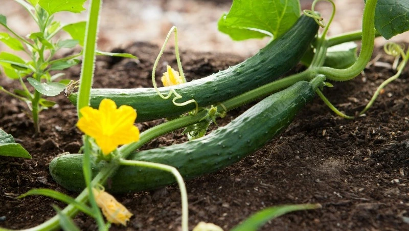 Народные приметы на 2 июня 2025: традиции, поверья, что нельзя делать в день Тимофея Грядочника