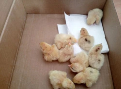 В кабинете биологии первой школы вывели перепелят