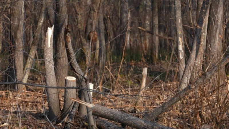 Браконьеры испоганили берег реки в Анивском районе