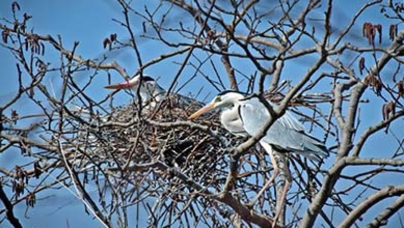 Серые цапли к нам прилетели