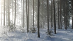 Прогноз погоды в Сахалинской области на 23 февраля: снег и мороз